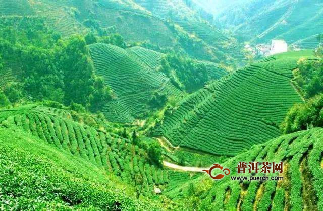 乌岽单丛茶是什么茶？好喝的凤凰单丛！