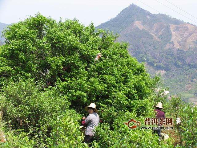 乌岽单丛茶是什么茶？好喝的凤凰单丛！