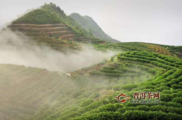 永春佛手属于什么茶