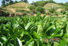 永春佛手茶制作工序-茗扬网