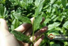 安溪黄金桂茶制作工艺-茗扬网