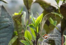 黄金桂茶的特点-茗扬网