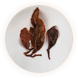 东方美人茶：五色茶香槟乌龙茶