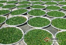 如何制作东方美人茶-茗扬网