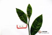 细说味醇厚、香清幽的武夷水仙茶-茗扬网