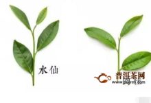 细品武夷肉桂和武夷水仙的口感区别-茗扬网