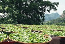 水金龟茶制作工艺-茗扬网