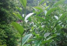 闽北水仙茶的制作工艺-茗扬网