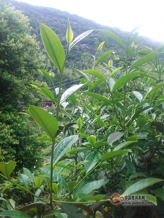 闽北水仙茶的制作工艺