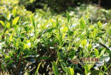 白鸡冠茶-茗扬网