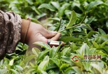 白鸡冠茶怎么制作？白鸡冠茶制作工艺流程-茗扬网