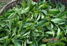 白鸡冠茶加工工艺步骤-茗扬网