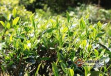 白鸡冠茶的制作工艺-茗扬网