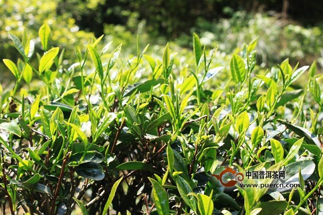 白鸡冠茶的制作工艺