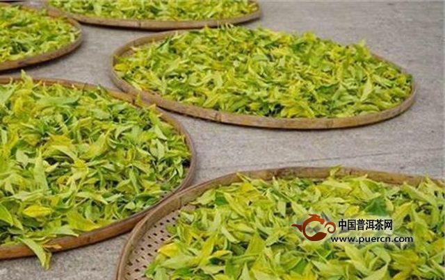 白鸡冠茶的制作工艺