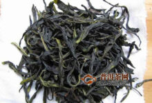 凤凰水仙茶的功效与禁忌-茗扬网