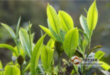 凤凰水仙的由来-茗扬网