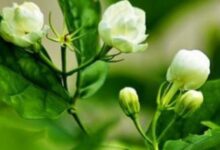 凤凰水仙的品质特征（天然花香！）-茗扬网