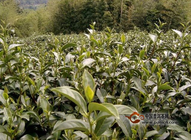 金萱茶的外形是什么样的