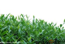 文山包种茶的制作技巧-茗扬网