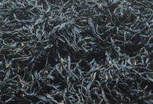 正山小种茶的泡法 哪些人不能喝-茗扬网
