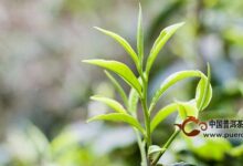 滇红茶产地哪里？滇红茶地理位置-茗扬网