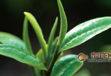 云南滇红茶产自什么地方-茗扬网