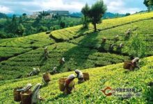 锡兰红茶的产地是哪里？锡兰红茶地理位置-茗扬网