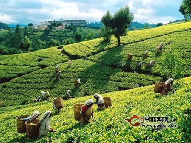 锡兰红茶的产地是哪里？锡兰红茶地理位置