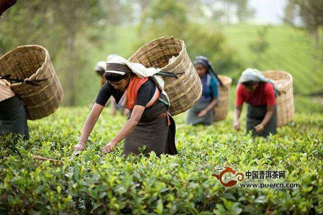 锡兰红茶的产地是哪里？锡兰红茶地理位置