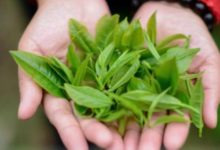 英德红茶可以养胃吗 多少钱一斤-茗扬网