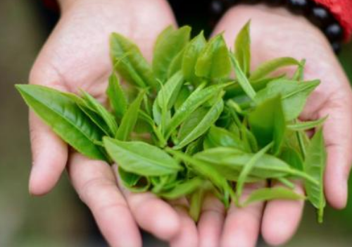 英德红茶可以养胃吗 多少钱一斤
