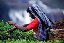 普洱茶和斯里兰卡红茶历史文化的区别-茗扬网