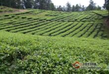 日月潭红茶产地-茗扬网