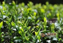 政和工夫茶历史传说-茗扬网