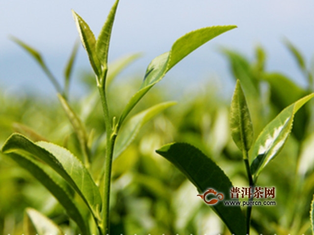 政和工夫茶历史传说