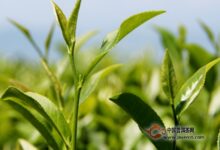 政和工夫属什么茶?产地在哪里-茗扬网