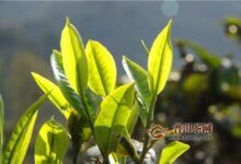 政和工夫茶怎么制作?政和工夫制茶工艺-茗扬网