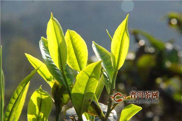 政和工夫茶怎么制作？政和工夫制茶工艺