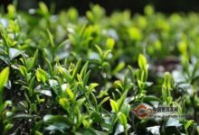 宁红工夫茶历史渊源-茗扬网