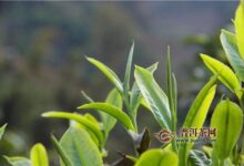 越红功夫的产地-茗扬网