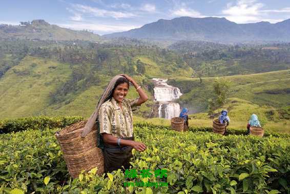 斯里兰卡红碎茶怎么泡 斯里兰卡红碎茶的正确泡法