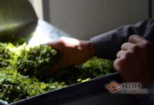 白琳工夫茶的制作工艺-茗扬网