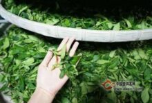 白琳工夫红茶加工技术-茗扬网