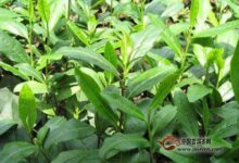 白琳工夫产地-茗扬网