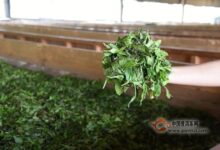 白琳工夫制作工序-茗扬网