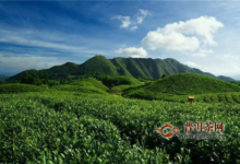 锡兰红茶的由来-茗扬网