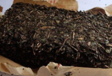 茯砖茶可以放多久 怎么保存-茗扬网