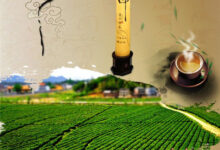 千两茶黑茶的功效与作用，有抗疾病等功效！-茗扬网