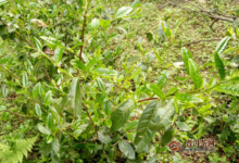 黑茶千两茶有金花吗？金花的是怎么来的-茗扬网